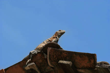 An iguana on a rooftop against a blue skyの写真素材