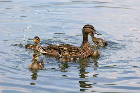  ducks playing in the lake with the motherの写真素材