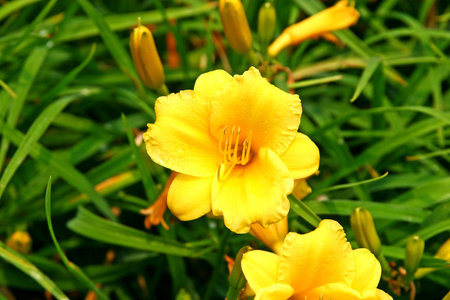 A bright yellow flower against green foliageの写真素材