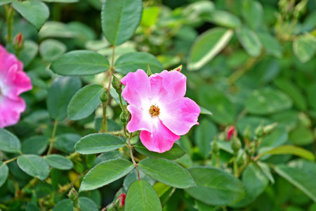 A pink wild rose with green background