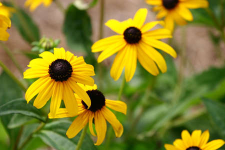 Brown and Yellow daisies in a gardenの写真素材