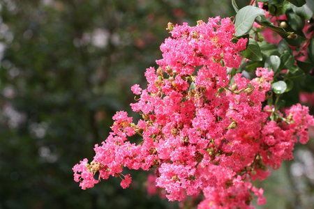 A crepe myrtle tree in full bloom against green background