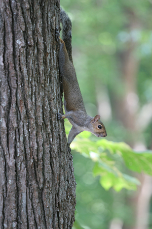 A grey squirrel climbing on a treeの写真素材
