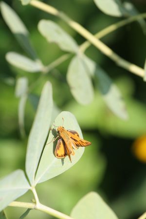 An orange moth resting on a green leafの写真素材