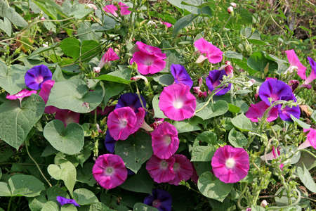Beautiful blue and purple flowers in a ground coverの写真素材