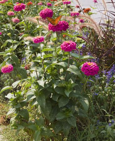 A monarch butterfly on purple flowers in a gardenの写真素材