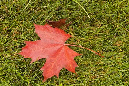 A red maple leaf laying on green grassの写真素材