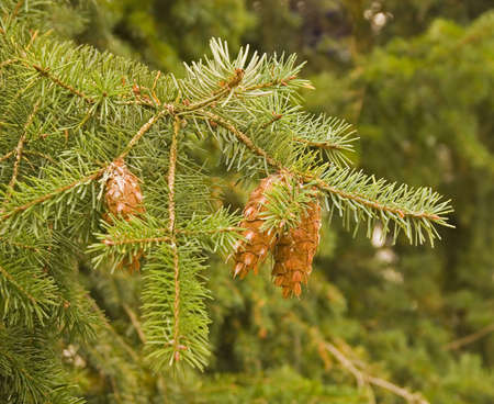 A fir limb with cones against a forest backdropの写真素材