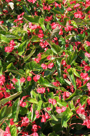Red flowers on a background of green shrubberyの写真素材