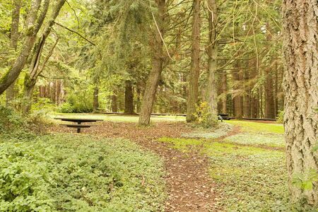 Picnic table in the middle of a lush green forestの写真素材