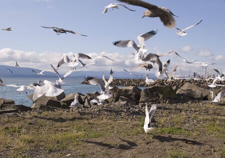 A large flock of seagulls hovering around a rocky coastの写真素材