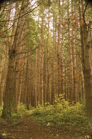 A clearing in a dense pine forestの写真素材
