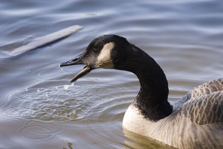 Close up of a goose after dipping bill in the lakeの写真素材