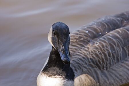 Close up of a goose looking towards cameraの写真素材