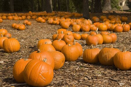 A lot with orange pumpkins for sale at  and thanksgivingの写真素材