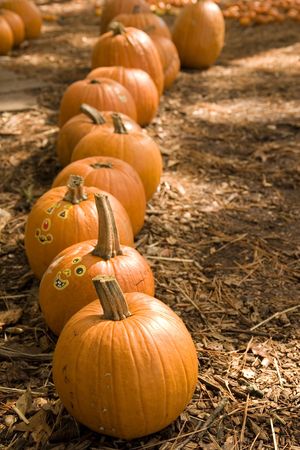 A row of pumpkins for sale with stickers on themの写真素材