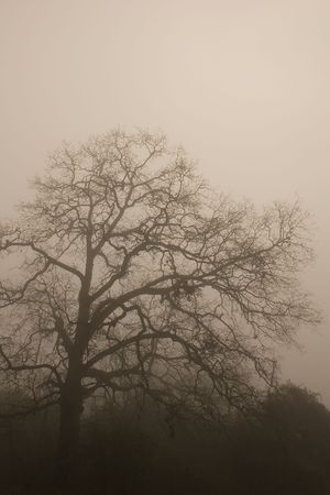A huge old oak tree in winter wrapped in dense fogの写真素材