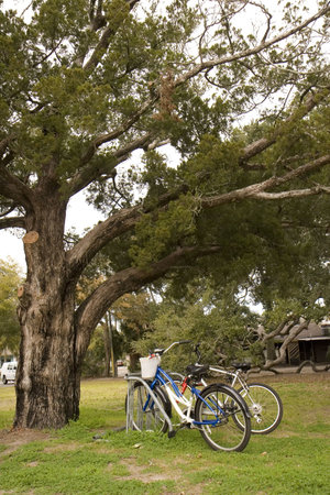 Two bikes in a park under a massive old oak treeの写真素材