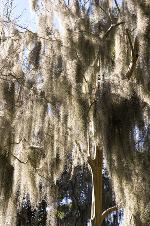 Sunlight shining the spanish moss hanging from oak treesの写真素材