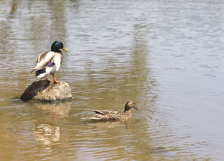 A male mallard on a rock in a lakeの写真素材