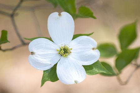 A dogwood tree in bloom in the springtimeの写真素材