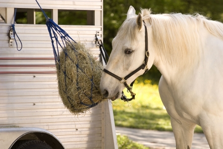 A white horse eating of of a feedbag hanging from a trailerの写真素材