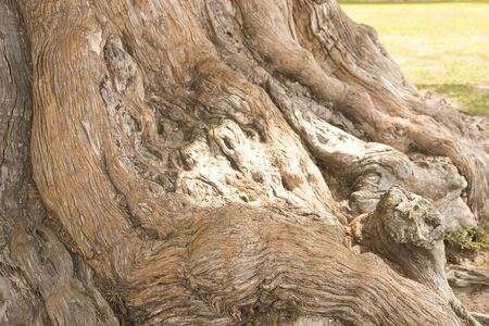 Trunk and roots of an ancient oak tree on the coastの写真素材