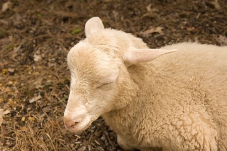 A young sheep in a pen asleepの写真素材