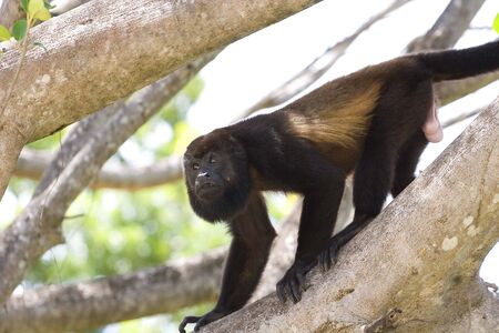 A male howler monkey climbing down a tree limb in search of foodの写真素材