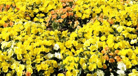 A field of yellow pansies with a few orange and redの写真素材