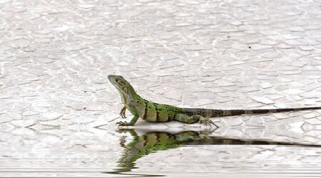 A green iguana crawling along the edge of a poolの写真素材