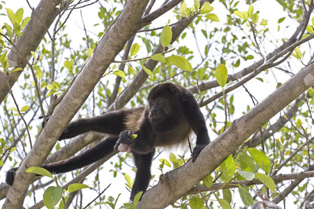 A howler monkey eating leaves in a tree in Costa Rica