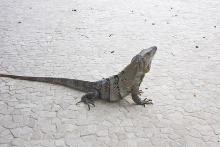 An iguana crawling across a tile deckの写真素材