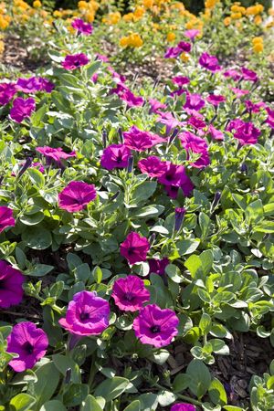 Purple flowers and green foliage with golden flowers in the backgroundの写真素材