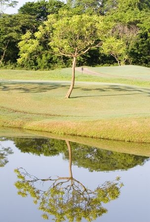 A lone tree on a golf course by a lake reflected in waterの写真素材