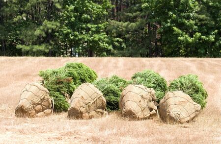 four balled and burlaped trees ready for plantingの写真素材