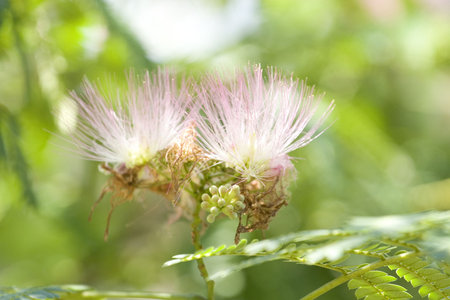 A pink mimosa bloom against a background of green