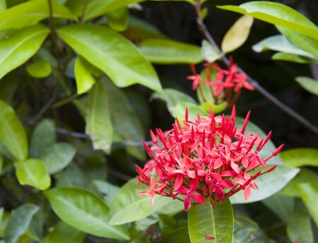 A red tropical flower on a background of greenの写真素材