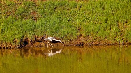 A white crane on the shore of a tropical lake with reflectionの写真素材