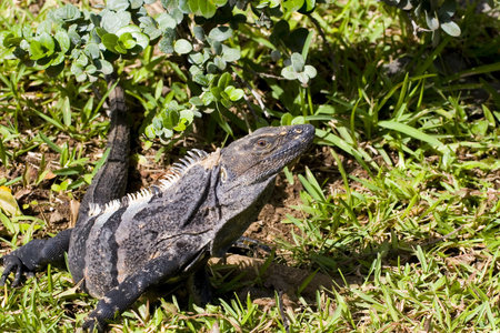 A large iguana crawling through the grass and shrubberyの写真素材