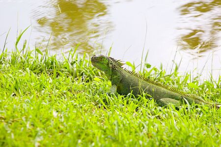 A green iguana on green grass by a lakeの写真素材