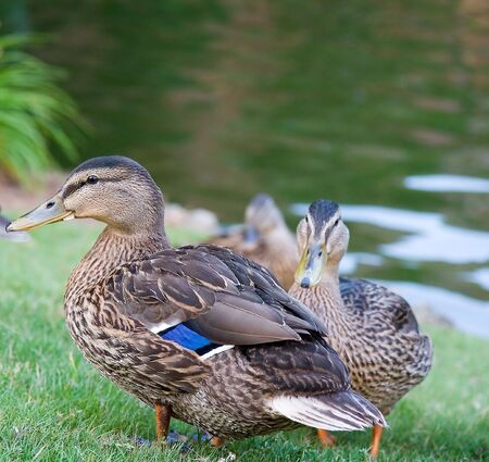 Two ducks by a pond with blue on wingsの写真素材