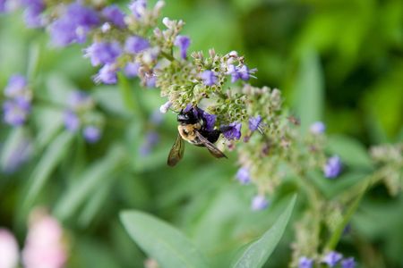 A bumble bee collecting pollen on a purple flowerの写真素材