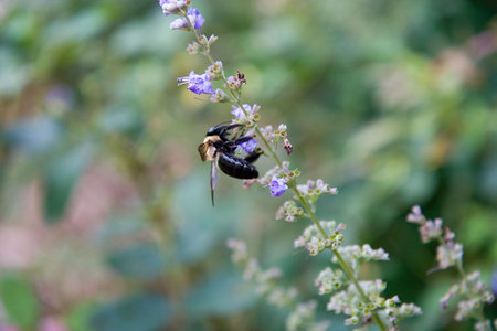 A bee on purple flowers collecting pollenの写真素材