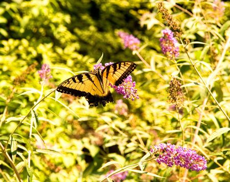 A yellow and black butterfly on a purple flowerの写真素材