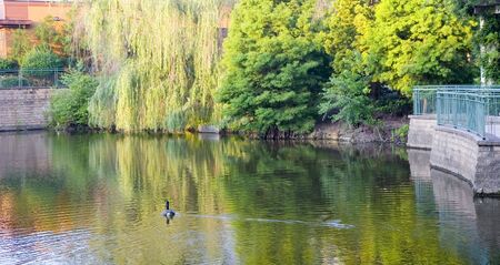 A goose swimming across a lake in the dawn's lightの写真素材