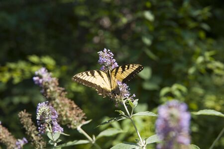 A yellow and black butterfly on a purple flowerの写真素材
