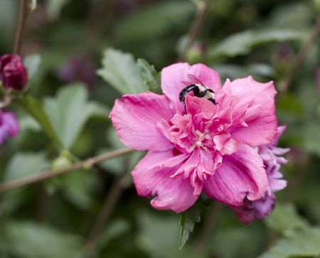 A bee on a pink althea bloomの写真素材