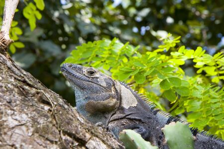 A grey iguana hiding in the fork of a treeの写真素材
