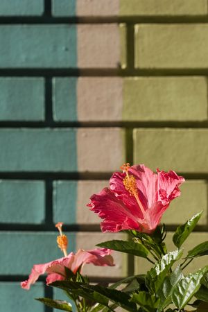 A hibiscus plant against a background of bricksの写真素材